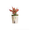 Plastic Self-watering Pot Pretty Design Desk Lazy Pot