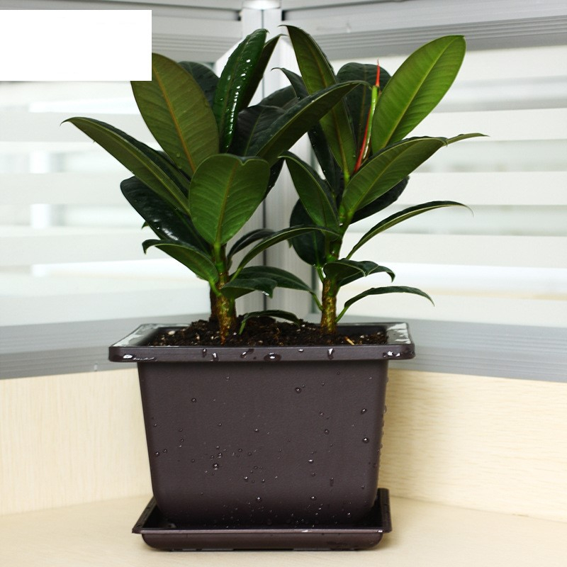  Bonsai Pot Succulent Flowerpot Traditional Tree Bonsai Pot 
