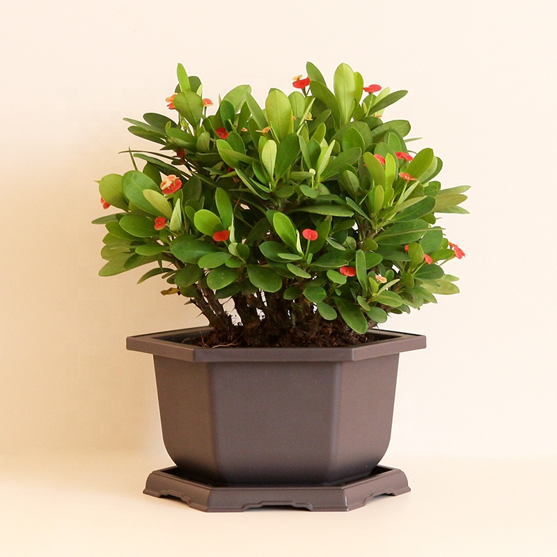 Hexagonal Bonsai Pots Succulent Planter Garden Pot