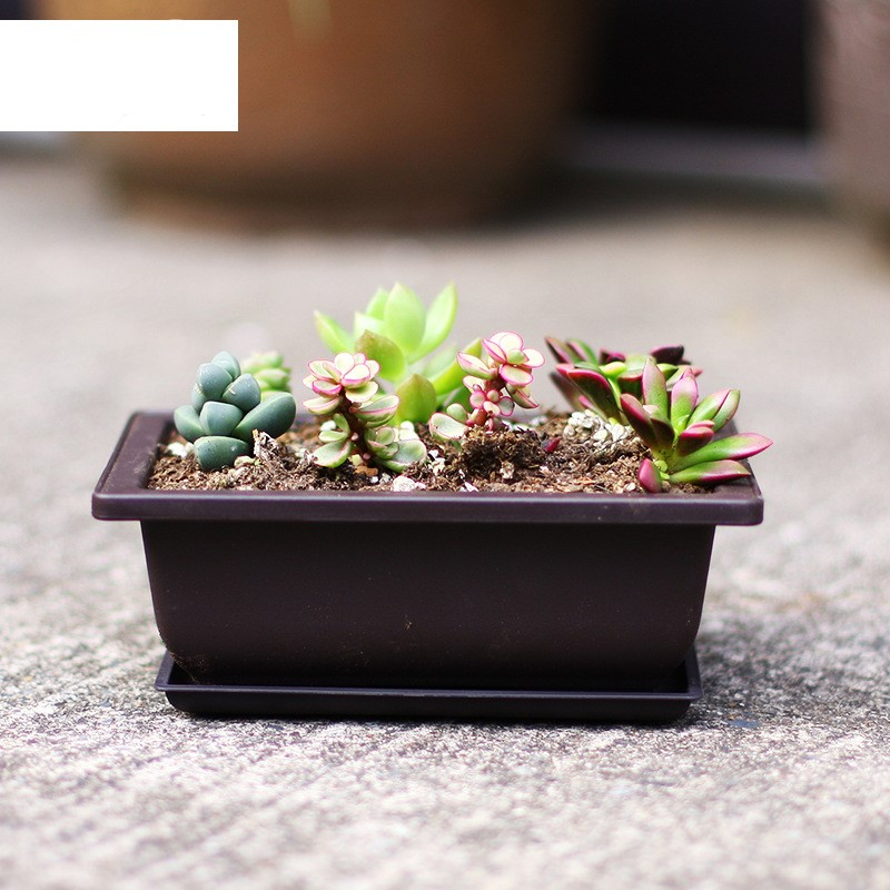  Bonsai Pot Succulent Flowerpot Traditional Tree Bonsai Pot 